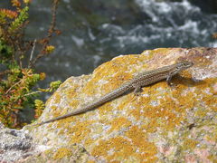 Podarcis carbonelli berlengensis