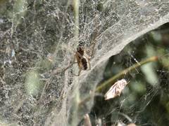 Frontinellina frutetorum