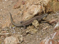 Podarcis carbonelli berlengensis