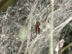 Frontinellina frutetorum