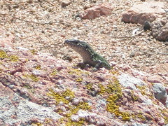 Podarcis carbonelli berlengensis