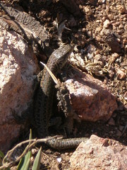 Podarcis carbonelli berlengensis