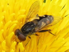 Parhelophilus rex