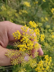 Foeniculum vulgare