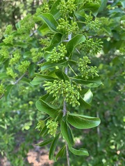 Vanguerieae