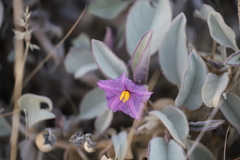 Solanum lasiophyllum