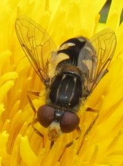 Parhelophilus rex