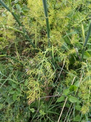 Foeniculum vulgare