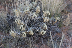 Solanum lasiophyllum