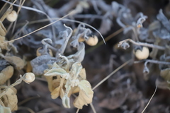 Solanum lasiophyllum