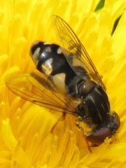 Parhelophilus rex