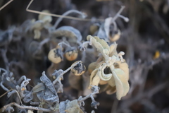 Solanum lasiophyllum