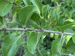 Vanguerieae