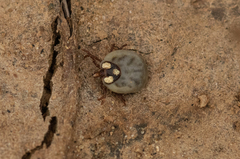 Amblyomma gervaisi
