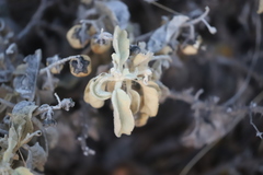 Solanum lasiophyllum