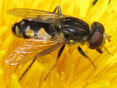 Parhelophilus rex