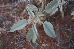 Solanum lasiophyllum