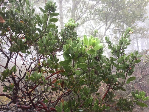pointleaf manzanita