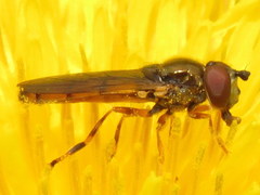 Platycheirus quadratus