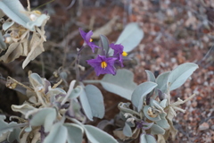 Solanum lasiophyllum