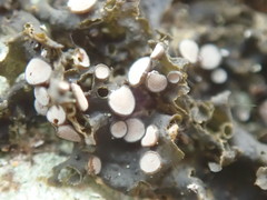 Collema leucocarpum