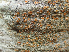 Brigantiaea chrysosticta