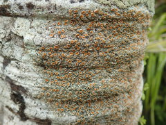 Brigantiaea chrysosticta