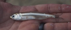 Anchoa hepsetus