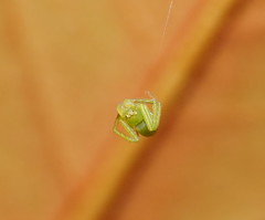 Cetratus