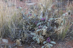 Solanum lasiophyllum