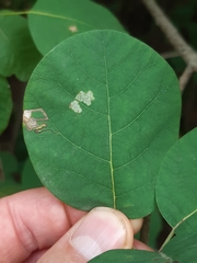 Simplimorpha promissa