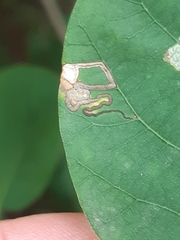 Simplimorpha promissa