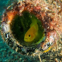 Lubricogobius exiguus