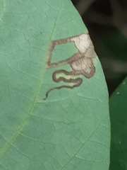 Simplimorpha promissa