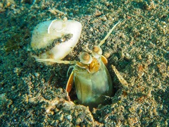 Odontodactylus latirostris