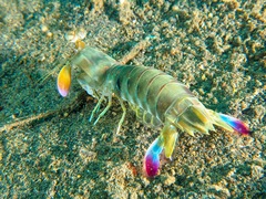 Odontodactylus latirostris