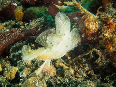 Rhinopias eschmeyeri