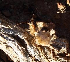 Pephricus