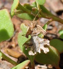 Pephricus