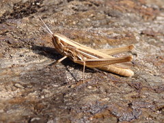 Euchorthippus chopardi