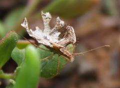 Pephricus