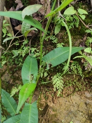 Persicaria hastatosagittata