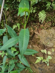 Persicaria hastatosagittata