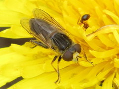 Anasimyia bilinearis