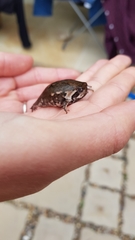 Breviceps rosei rosei