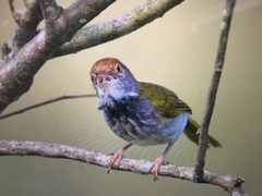 Orthotomus atrogularis