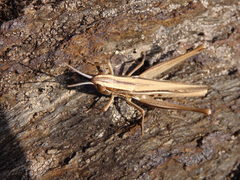 Euchorthippus chopardi