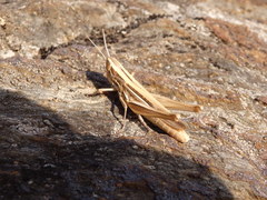 Euchorthippus chopardi