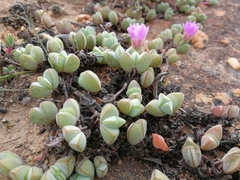 Braunsia maximilianii