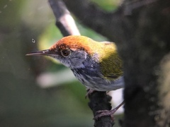 Orthotomus atrogularis